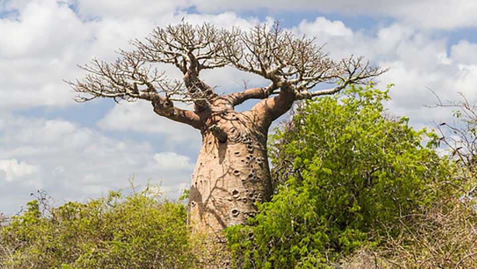 ækvator Modish gen Vaccinations for Cape Verde | London Vaccination Clinic